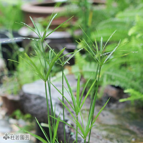 水生植物】 ミニシペラス | 杜若園芸WEBショップ｜水草の生産販売