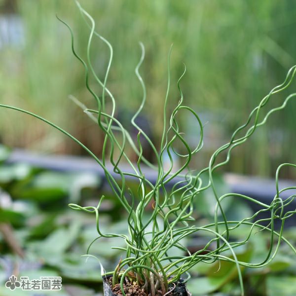 水生植物】ラセンイ 12cmポット | 杜若園芸WEBショップ｜水草の生産