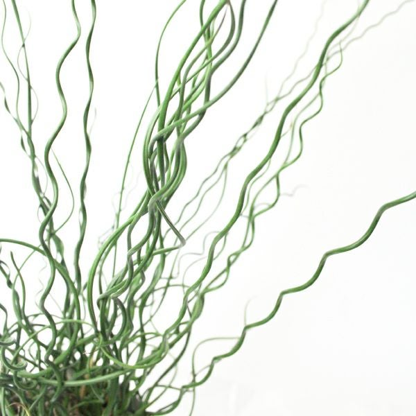 水生植物】ラセンイ 12cmポット | 杜若園芸WEBショップ｜水草の生産
