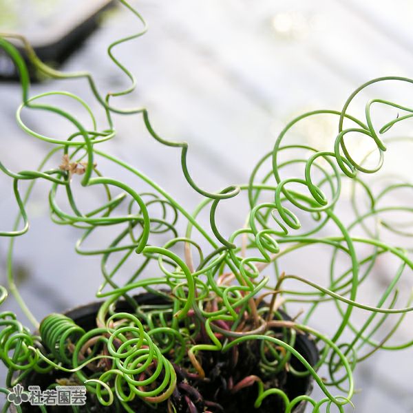 水生植物】ラセンイ 12cmポット | 杜若園芸WEBショップ｜水草の生産