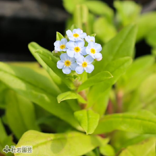水生植物】 ワスレナグサ | 杜若園芸WEBショップ｜水草の生産販売