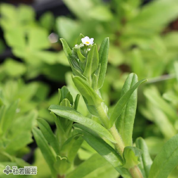 水生植物】 ワスレナグサ | 杜若園芸WEBショップ｜水草の生産販売