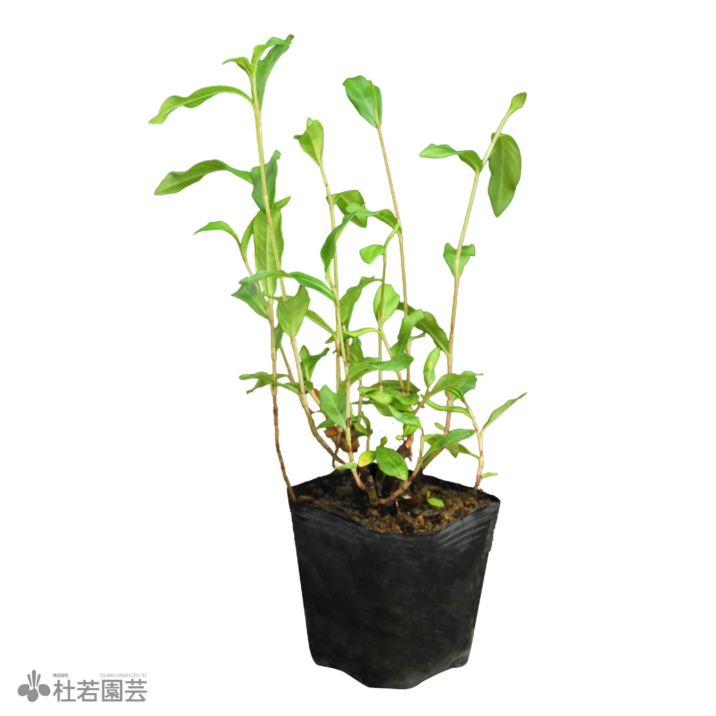 水生植物】ホシクサsp.クチ | 杜若園芸WEBショップ｜水草の生産販売