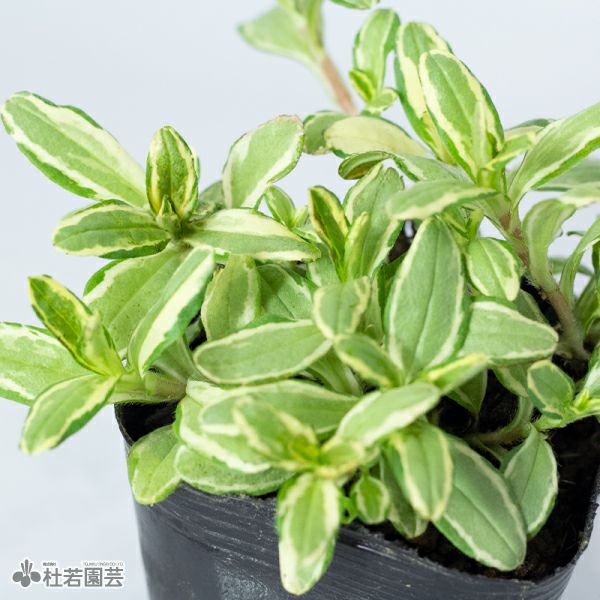 水生植物】 フイリワスレナグサ | 杜若園芸WEBショップ｜水草の生産