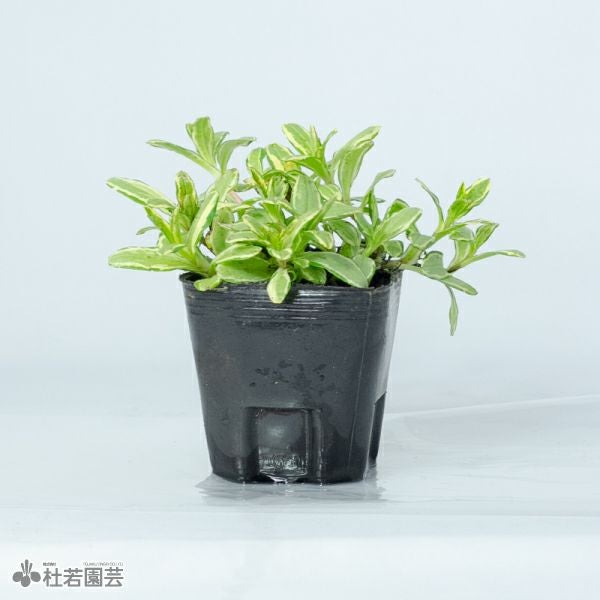 水生植物】 フイリワスレナグサ | 杜若園芸WEBショップ｜水草の生産