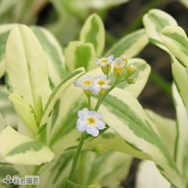 水生植物】 フイリワスレナグサ | 杜若園芸WEBショップ｜水草の生産
