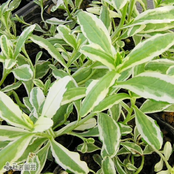水生植物】 フイリワスレナグサ | 杜若園芸WEBショップ｜水草の生産