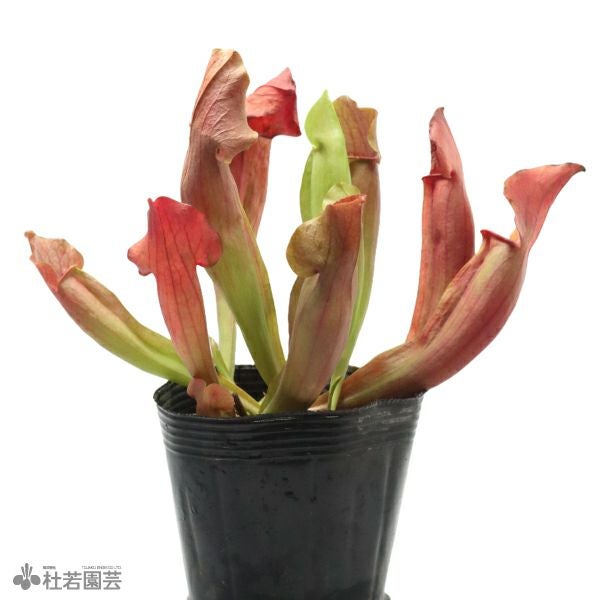 水生植物】サラセニア マルーン12cmポット【食虫植物】 | 杜若園芸WEB
