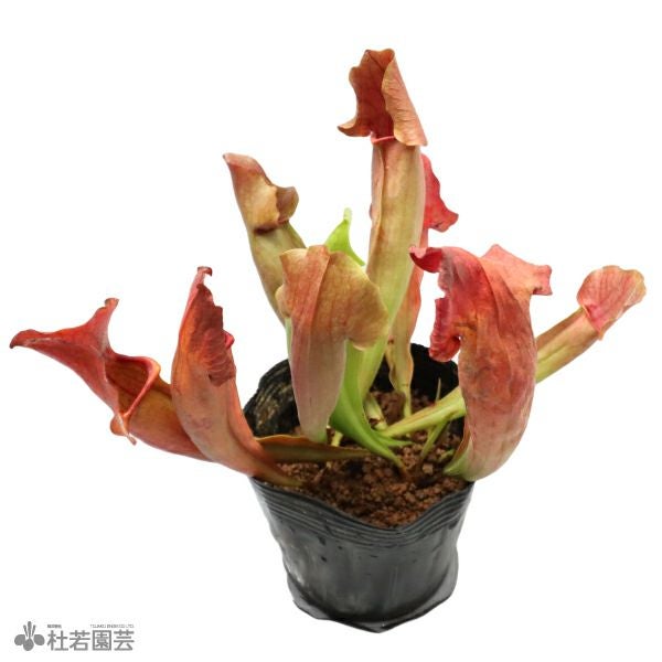 水生植物】サラセニア マルーン12cmポット【食虫植物】 | 杜若園芸WEB
