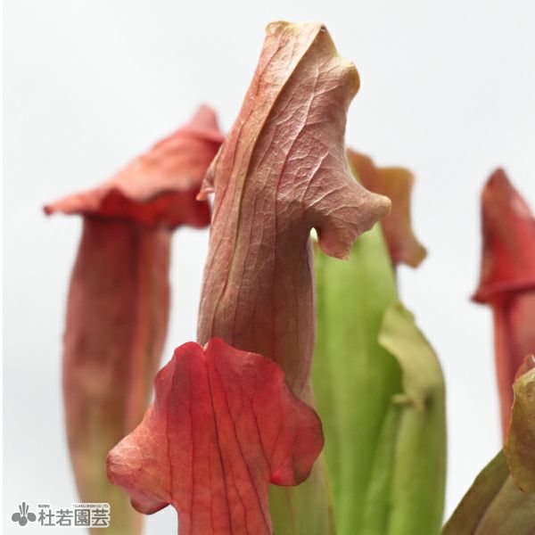 水生植物】サラセニア マルーン12cmポット【食虫植物】 | 杜若園芸WEB