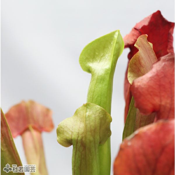 水生植物】サラセニア マルーン12cmポット【食虫植物】 | 杜若園芸WEB