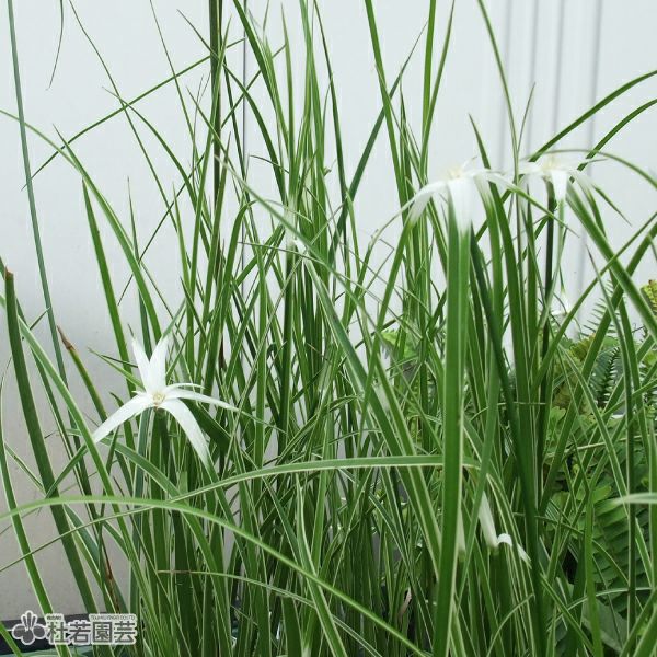 水生植物】 フイリシラサギカヤツリ | 杜若園芸WEBショップ｜水草の