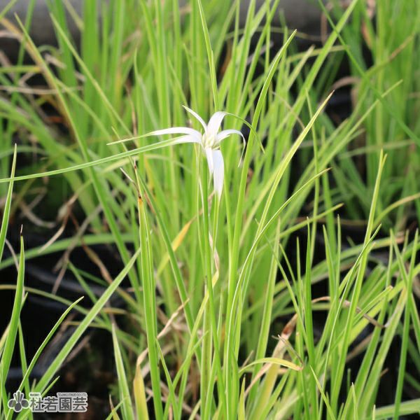 水生植物】 フイリシラサギカヤツリ | 杜若園芸WEBショップ｜水草の