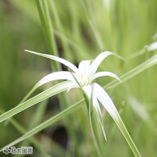水生植物】 フイリシラサギカヤツリ | 杜若園芸WEBショップ｜水草の
