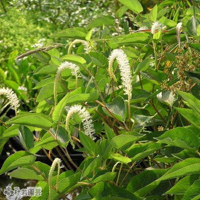 水生植物】 アメリカハンゲショウ | 杜若園芸WEBショップ｜水草の生産 