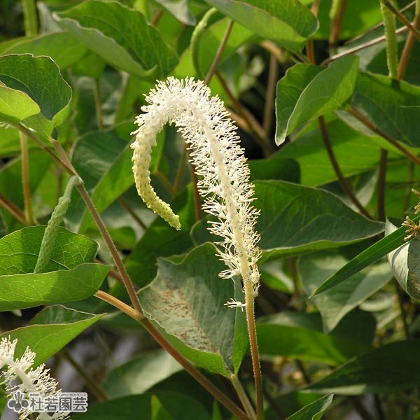 水生植物】 アメリカハンゲショウ | 杜若園芸WEBショップ｜水草の生産 