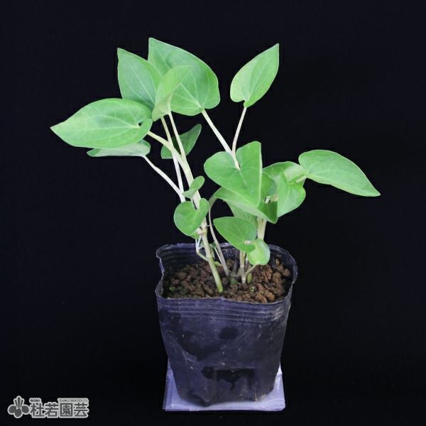 水生植物】 アメリカハンゲショウ | 杜若園芸WEBショップ｜水草の生産 