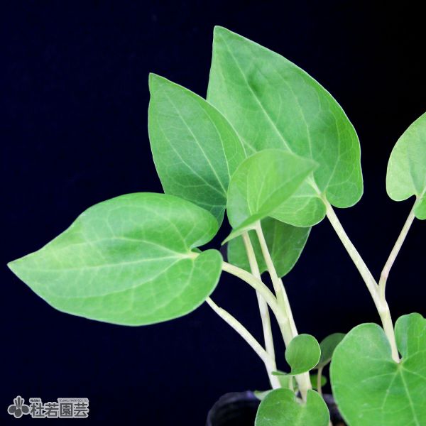 水生植物】 アメリカハンゲショウ | 杜若園芸WEBショップ｜水草の生産 