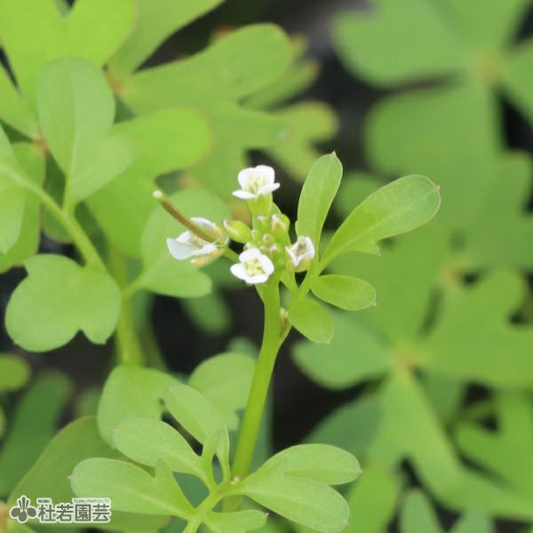 水生植物】 フギレデンジソウ（ウォータークローバーオーストラリアン