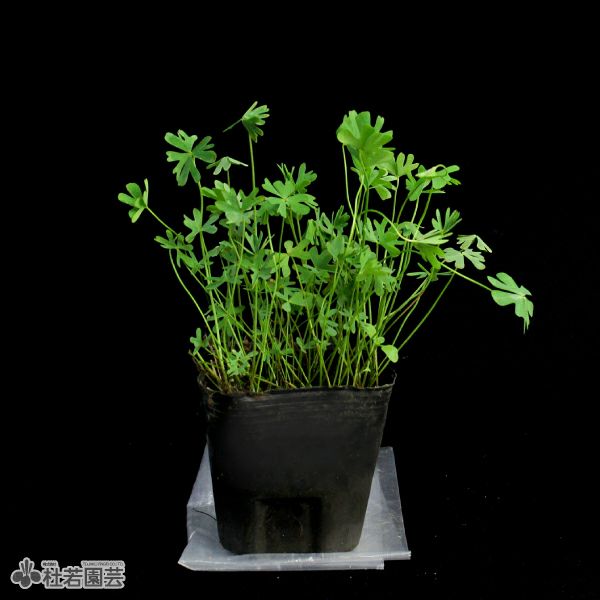 水生植物】 フギレデンジソウ（ウォータークローバーオーストラリアン