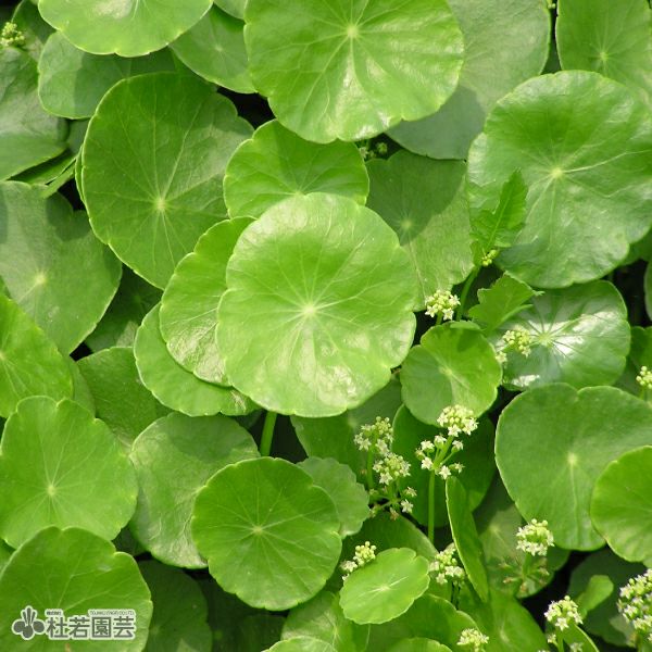 000000000095-01.jpg?size=l&w=