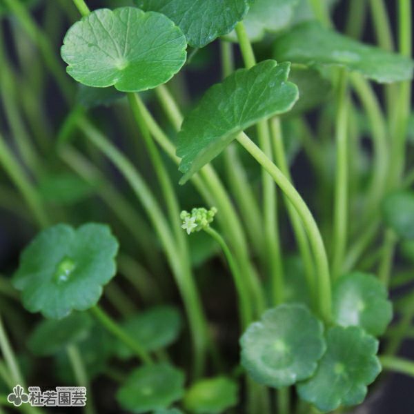 水生植物】 ウォーターコイン(ウォーターマッシュルーム) | 杜若園芸