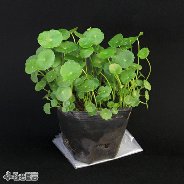 水生植物】 ウォーターコイン(ウォーターマッシュルーム) | 杜若園芸