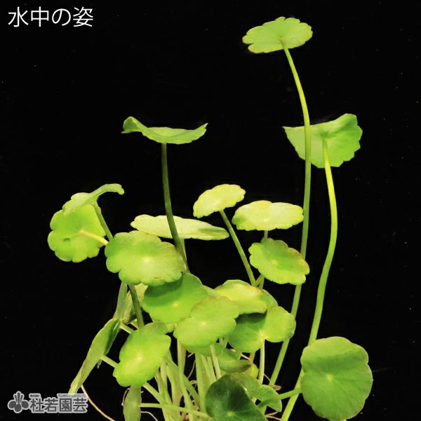水生植物】 ウォーターコイン(ウォーターマッシュルーム) | 杜若園芸