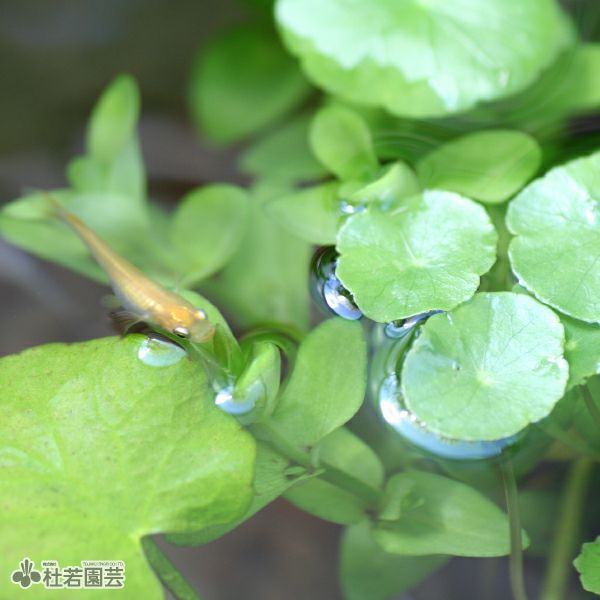 水生植物】 ウォーターコイン(ウォーターマッシュルーム) | 杜若園芸 