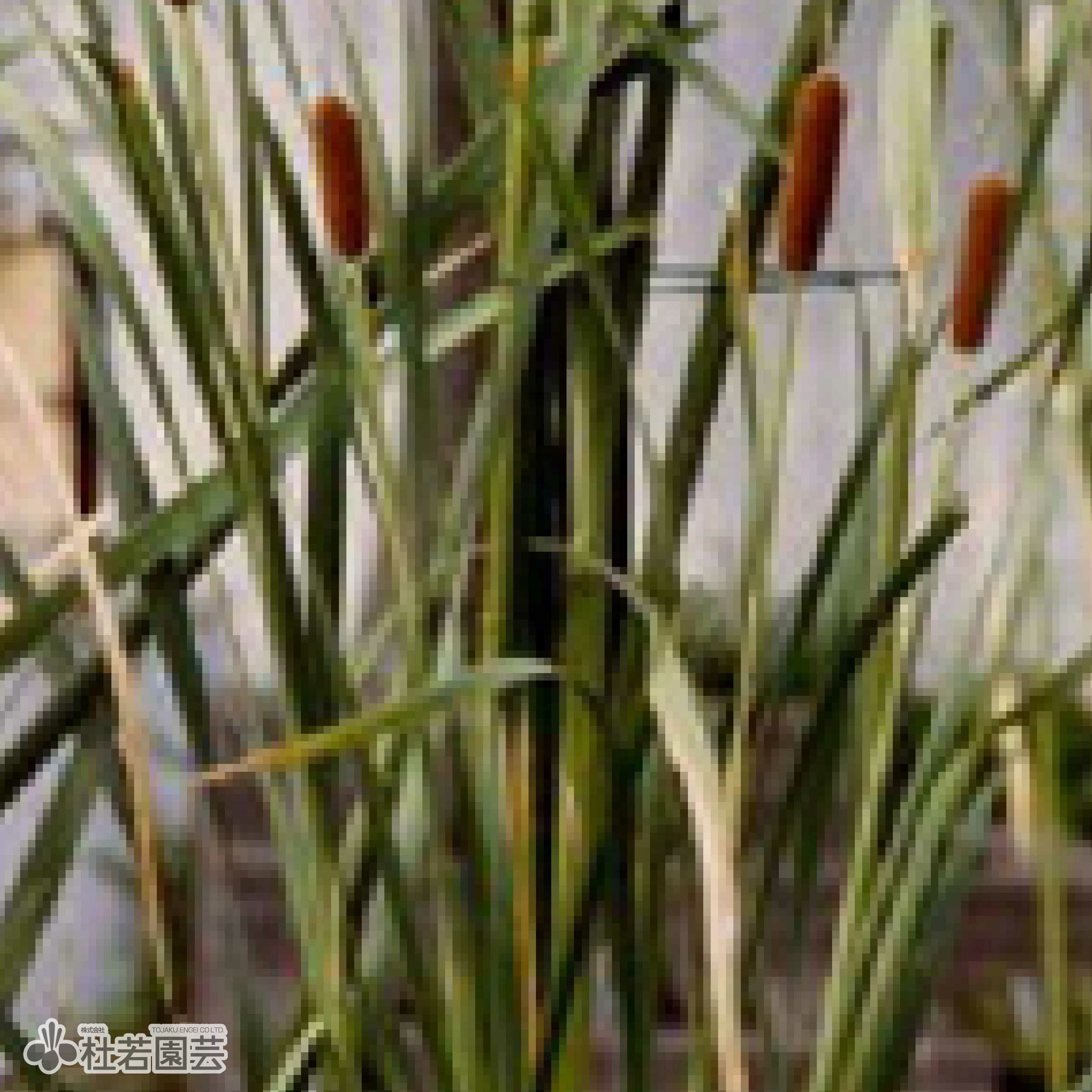 水生植物】 ガマ | 杜若園芸WEBショップ｜水草の生産販売【通販ショップ】
