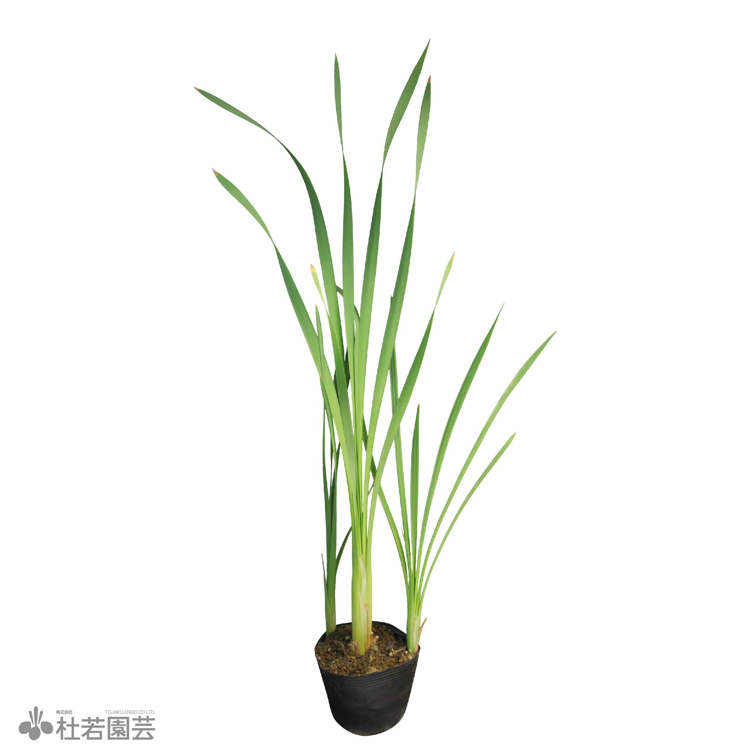 水生植物】 ガマ | 杜若園芸WEBショップ｜水草の生産販売【通販ショップ】