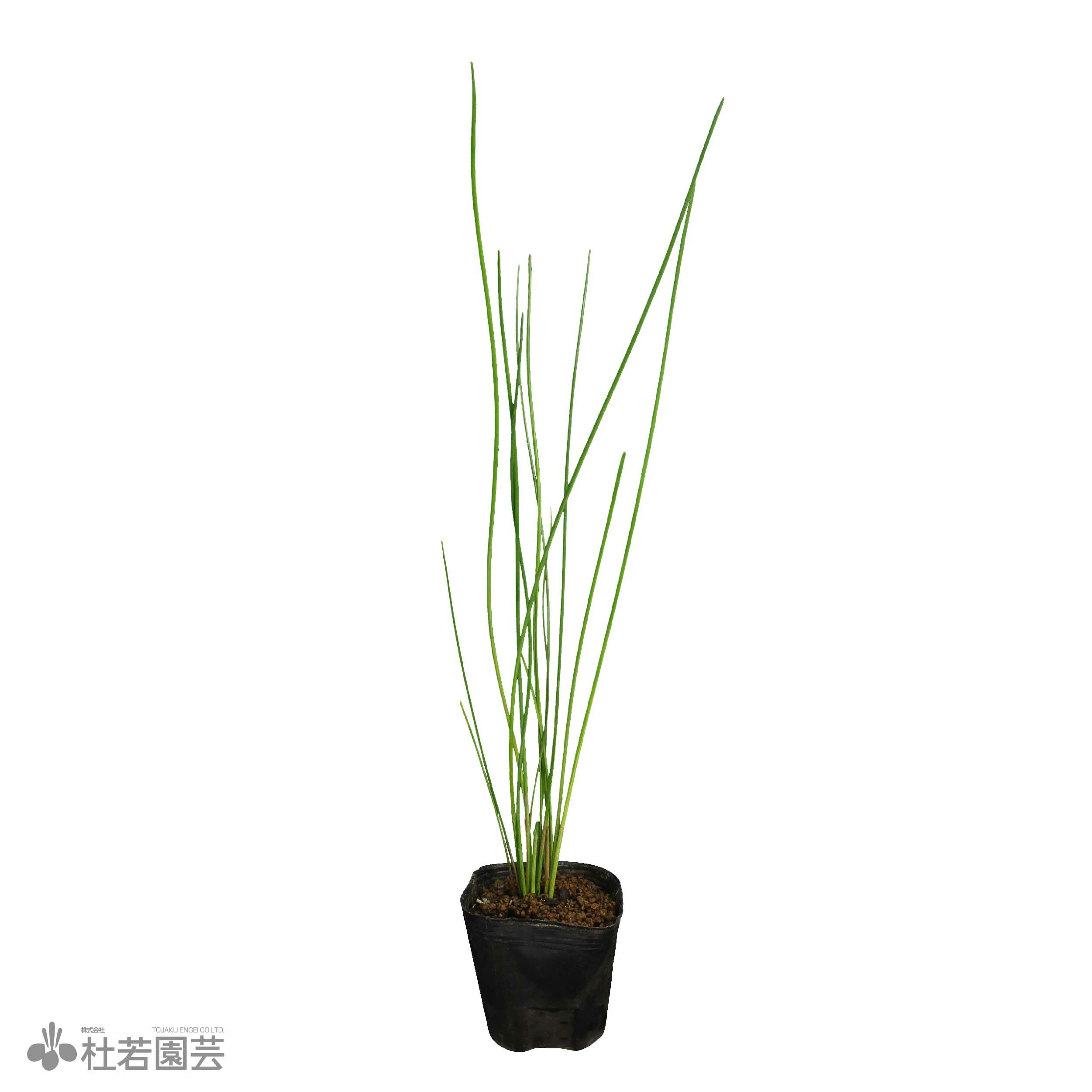 水生植物】 クログワイ | 杜若園芸WEBショップ｜水草の生産販売【通販