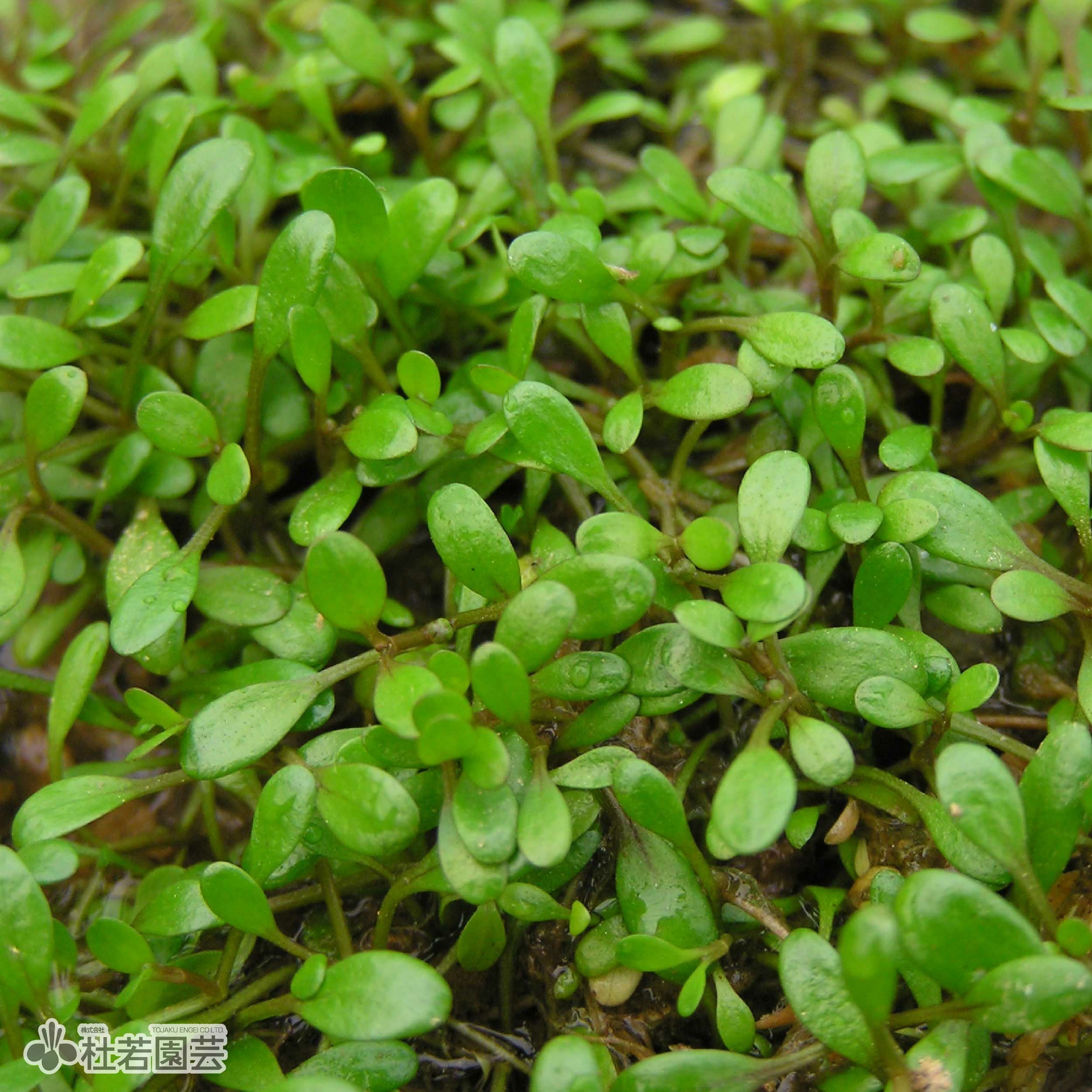 水生植物】 グロッソスティグマ | 杜若園芸WEBショップ｜水草の生産