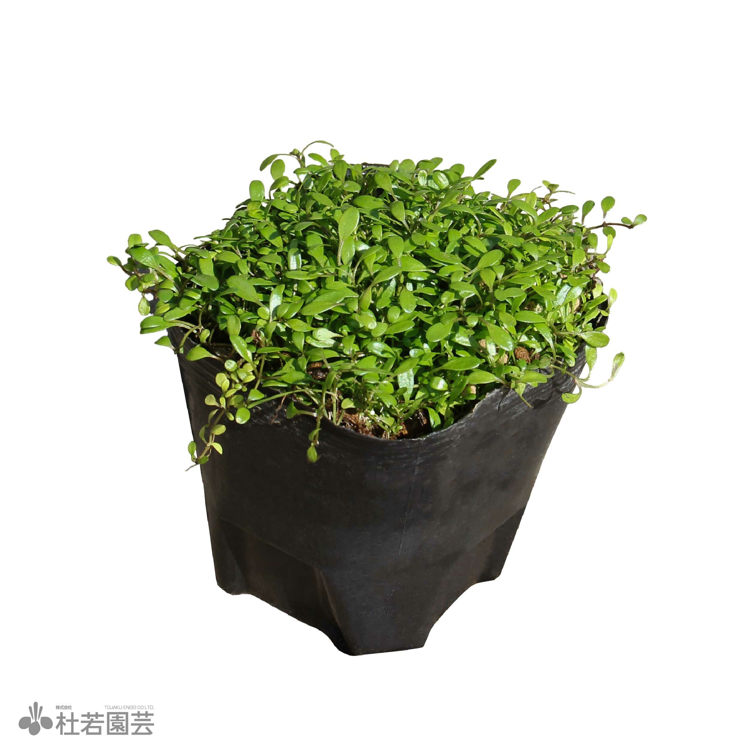 水生植物】 グロッソスティグマ | 杜若園芸WEBショップ｜水草の生産
