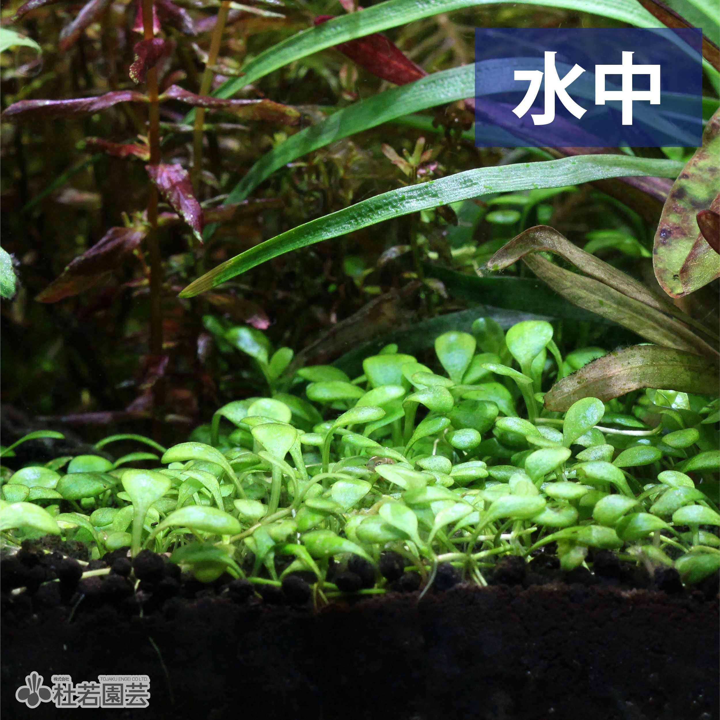 水生植物】 グロッソスティグマ | 杜若園芸WEBショップ｜水草の生産
