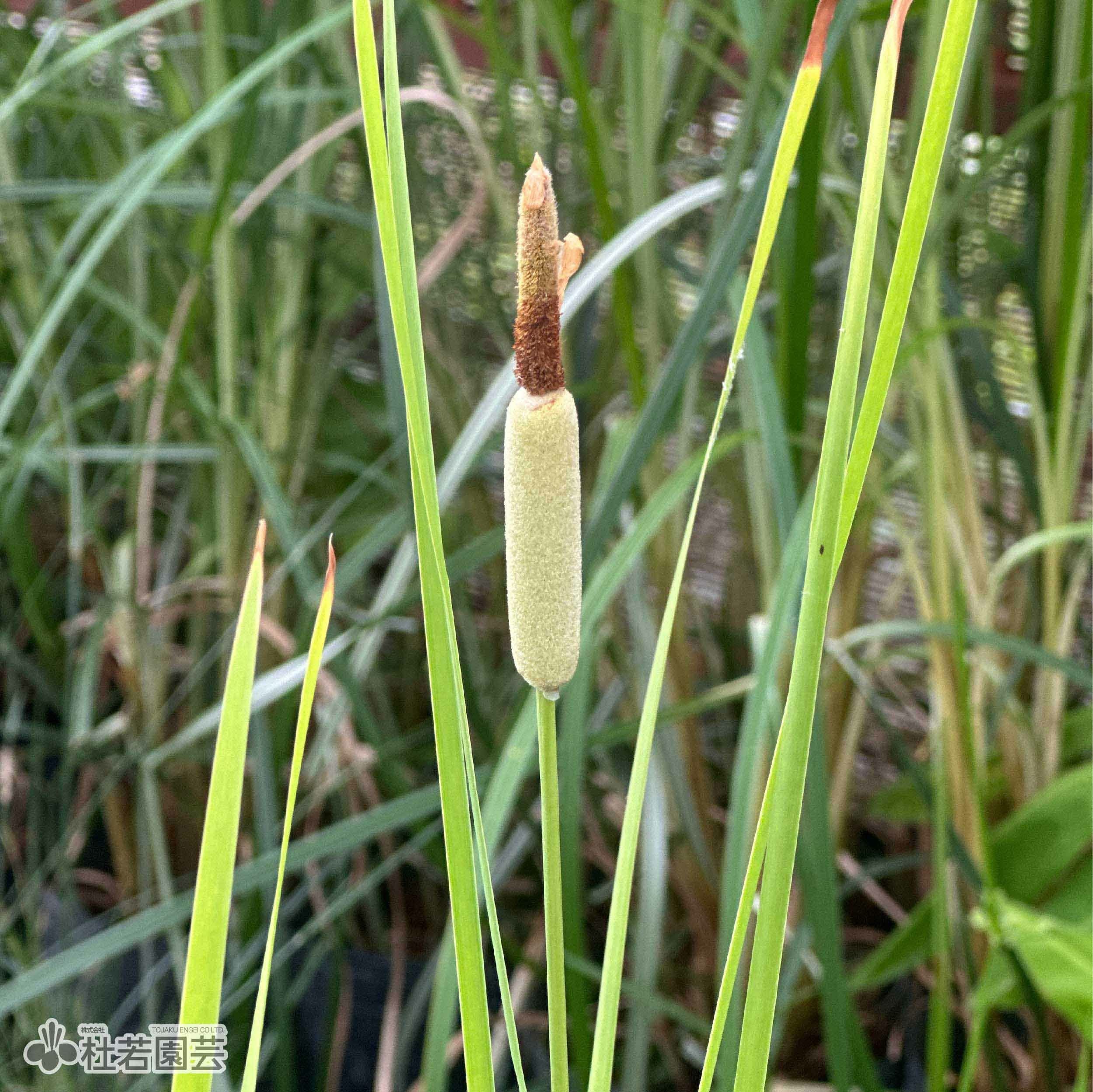 水生植物】 コガマ | 杜若園芸WEBショップ｜水草の生産販売【通販