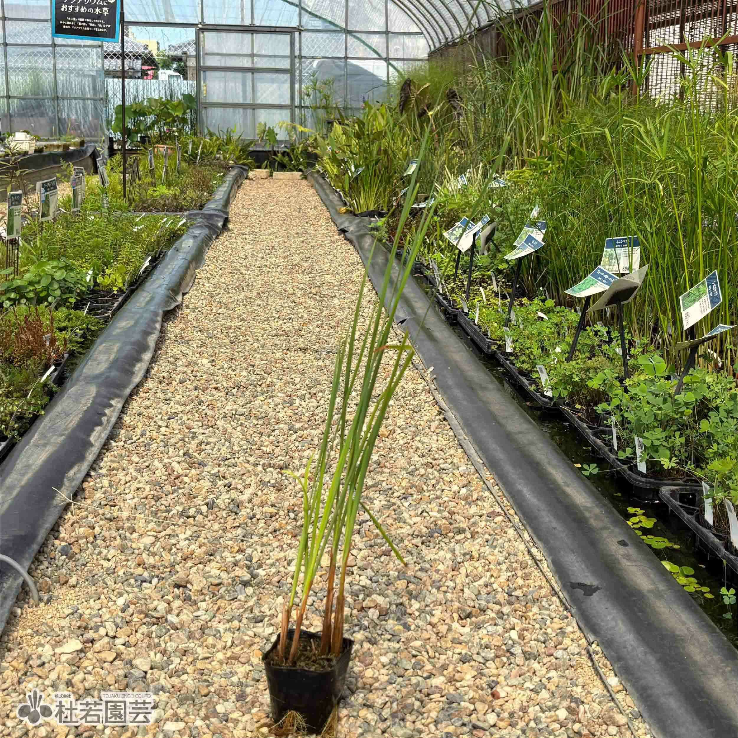 水生植物】 コガマ | 杜若園芸WEBショップ｜水草の生産販売【通販
