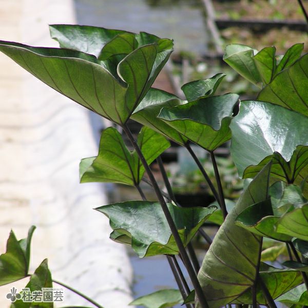 水生植物】 コロカシアコーヒーカップ 12cmP | 杜若園芸WEB 水生植物】 コロカシアコーヒーカップ 12cmP | 杜若園芸WEB