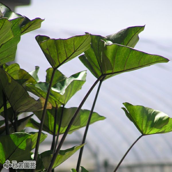 水生植物】 コロカシアコーヒーカップ 12cmP | 杜若園芸WEB 水生植物】 コロカシアコーヒーカップ 12cmP | 杜若園芸WEB