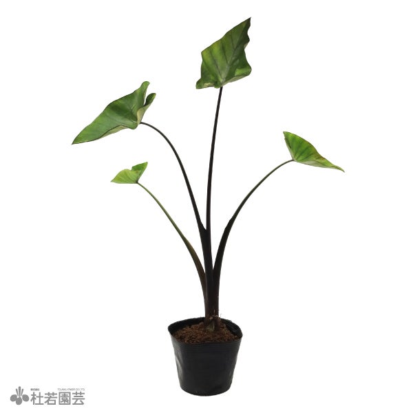 コロカシア | 杜若園芸WEBショップ｜水草の生産販売【通販ショップ】