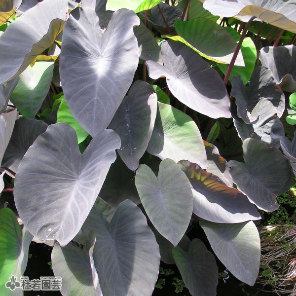 水生植物】 コロカシアブラックマジック 12cmP | 杜若園芸WEBショップ