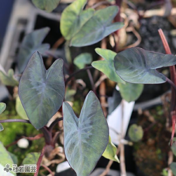 水生植物】 コロカシアブラックマジック 12cmP | 杜若園芸WEBショップ