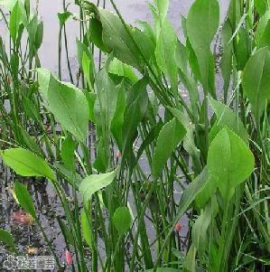 水生植物】 サジタリアランシフォリア 12cmP | 杜若園芸WEBショップ