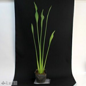 水生植物】 サジタリアランシフォリア 12cmP | 杜若園芸WEBショップ
