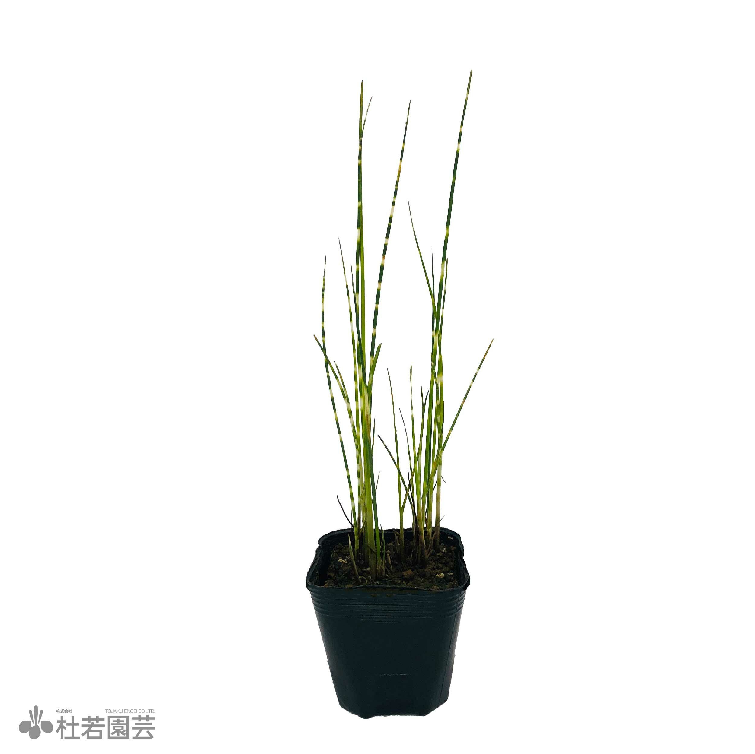水生植物】 シマフトイ | 杜若園芸WEBショップ｜水草の生産販売【通販