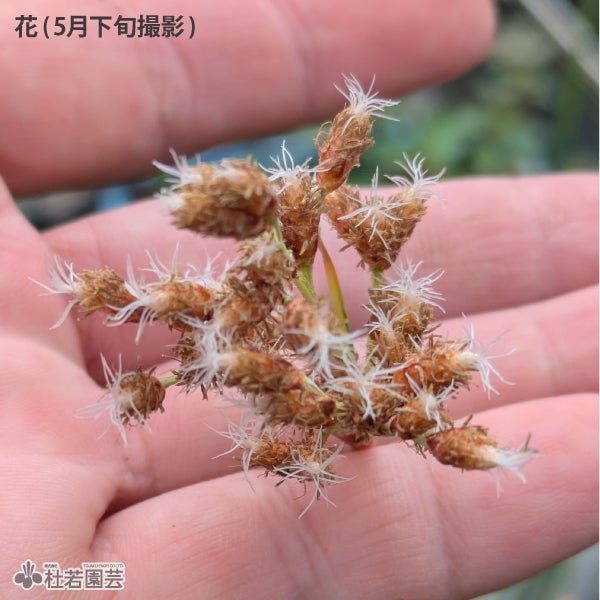 青葉　実生　子株 水生植物】 シマフトイ | 杜若園芸WEBショップ｜水草の生産販売【通販