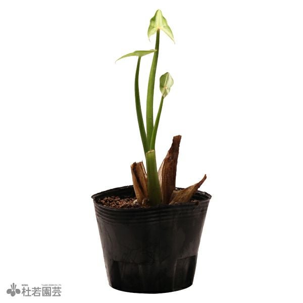 水生植物】ホシクサsp.クチ | 杜若園芸WEBショップ｜水草の生産販売
