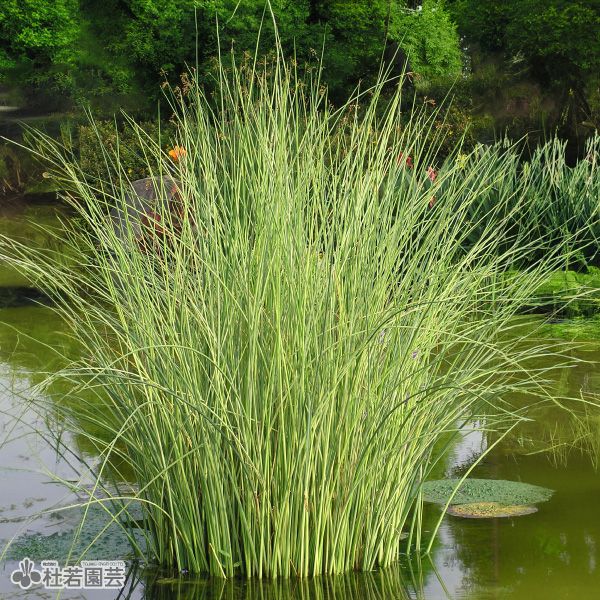 水生植物】 タテジマフトイ | 杜若園芸WEBショップ｜水草の生産販売