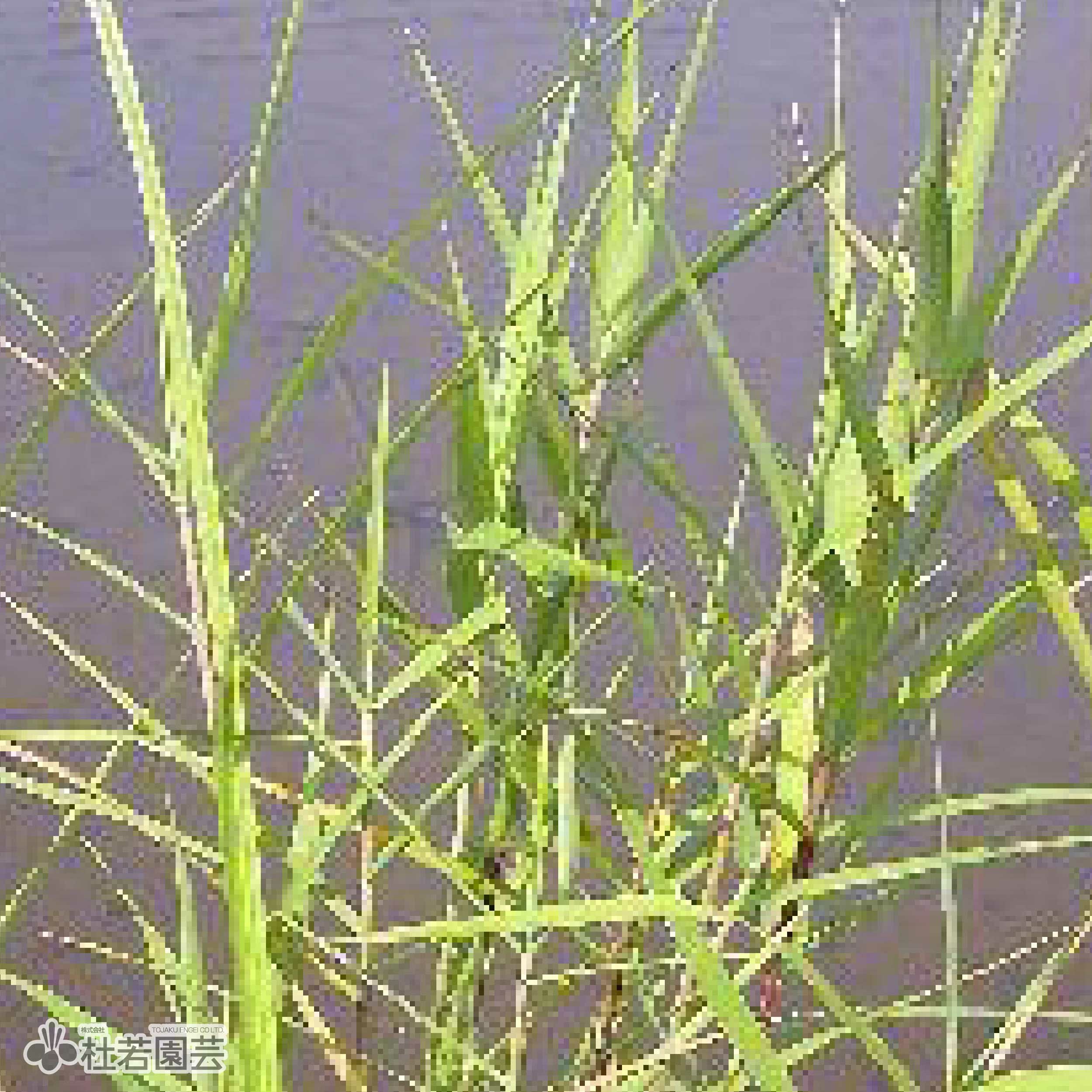 水生植物】 ツルヨシ | 杜若園芸WEBショップ｜水草の生産販売【通販
