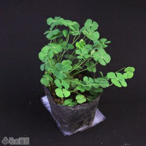 水生植物】 デンジソウ | 杜若園芸WEBショップ｜水草の生産販売【通販